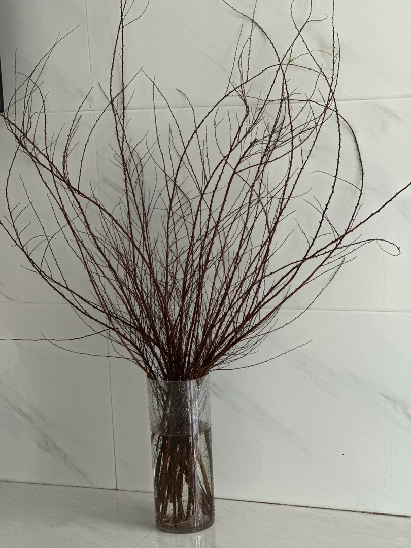 雪柳干支鲜花室内水养鲜切花材水养绿植好养活遇水开花客厅装饰