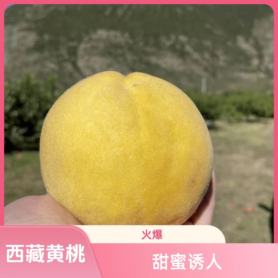 贡布啊达西藏林芝米瑞乡黄桃藏区十斤装内地8斤装全国邮政发货