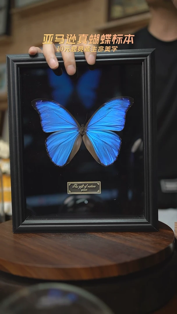 有机玻璃大蓝闪蝶黑绒底版10寸欧式框