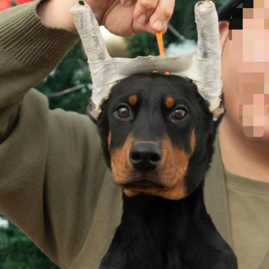 【气泡】双血统美系杜宾犬黑色弟弟8月24日生-橙色脖绳