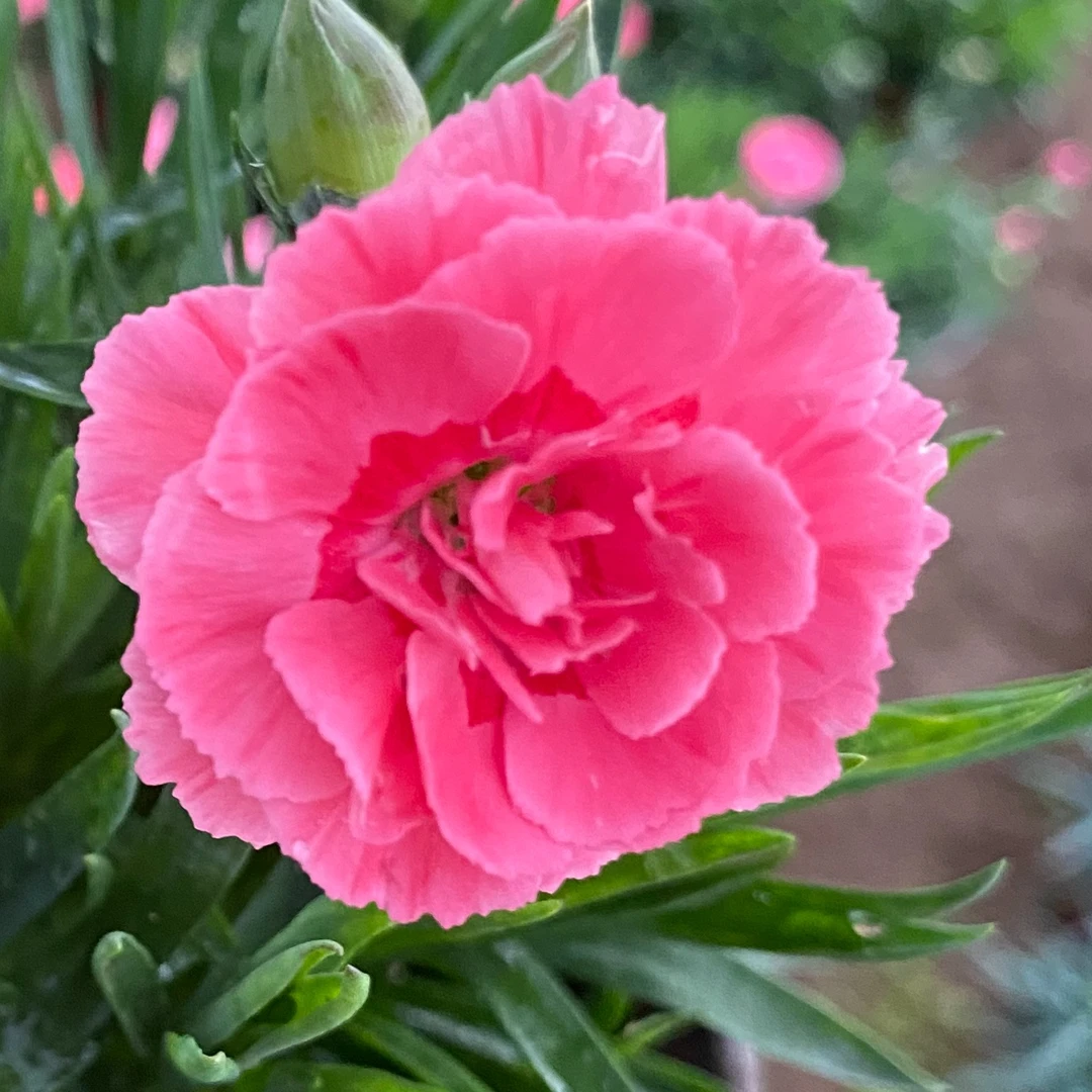 带香味5盆初吻粉花卉（特价处理养死不售后）（土球发货）