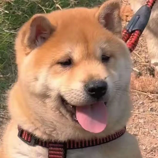 （广西旺财土猎）T狗狗活体