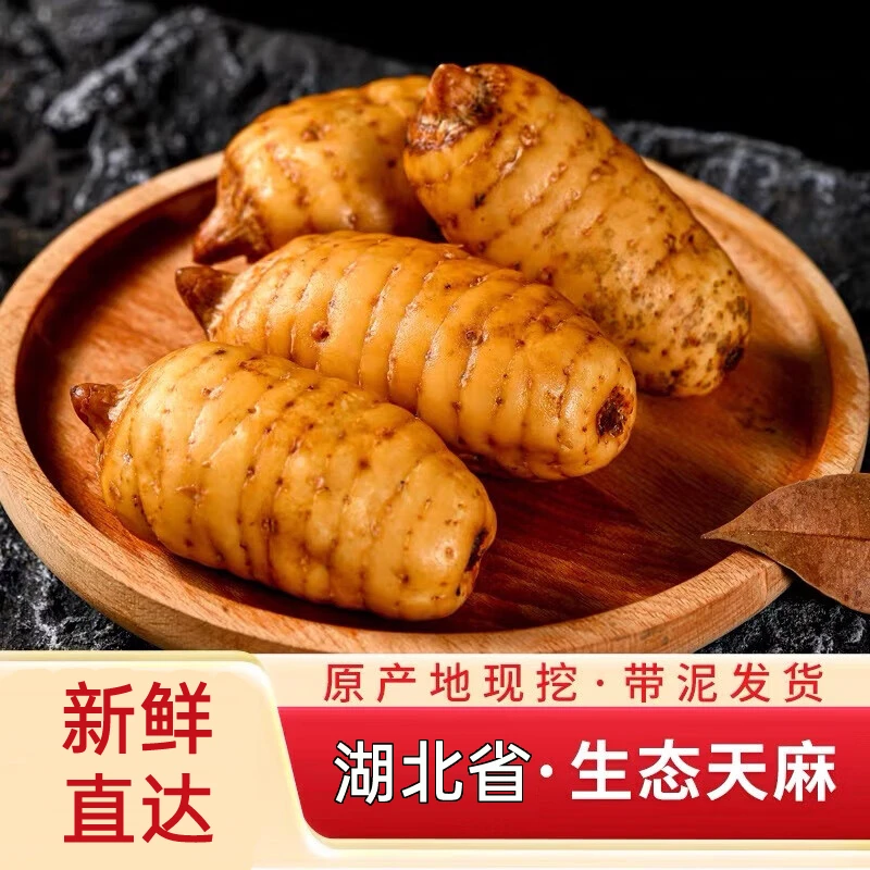 高山林下种植新鲜天麻湖北宜昌产地食材