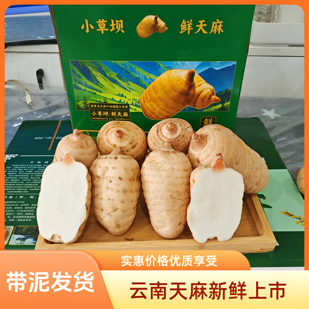 正宗云南昭通小草坝天麻新鲜当季现挖现新鲜天麻发炖鸡煲汤营养