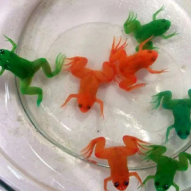 观赏蛙宠物彩蛙金蛙龙鱼饲料淡水好养五彩蛙冷水彩青蛙