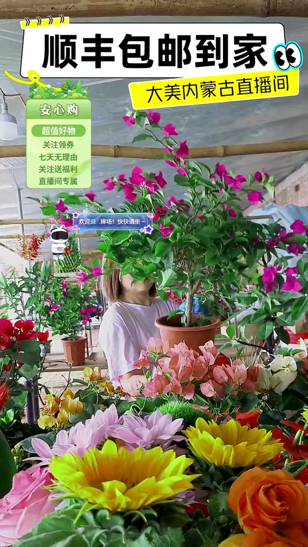 完全开放云南紫三角梅