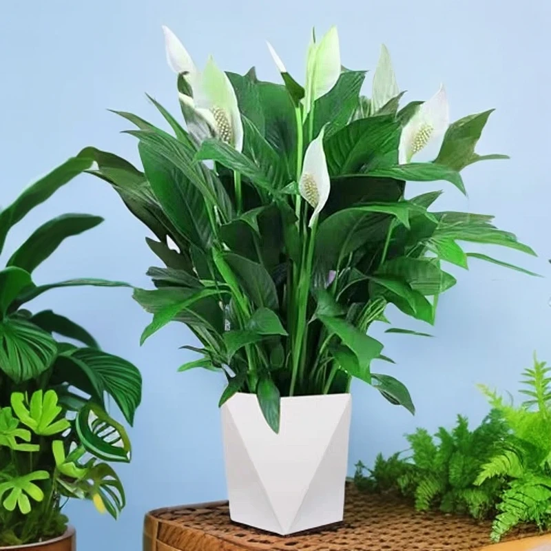 白掌盆栽一帆风顺水培绿植办公室客厅易养活花卉红掌植物四季开花