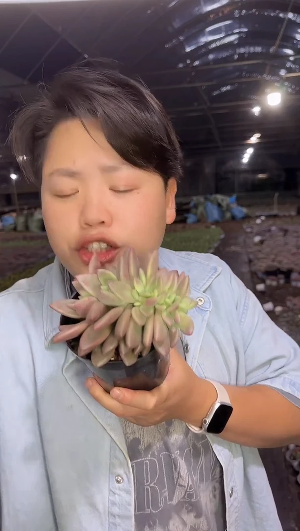 桃花源缀化  9.99