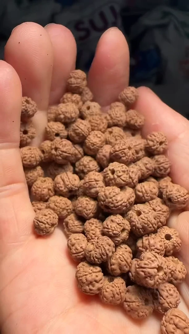 手串金刚菩提非全品老树玉梅花散籽7-8mm一份一百颗