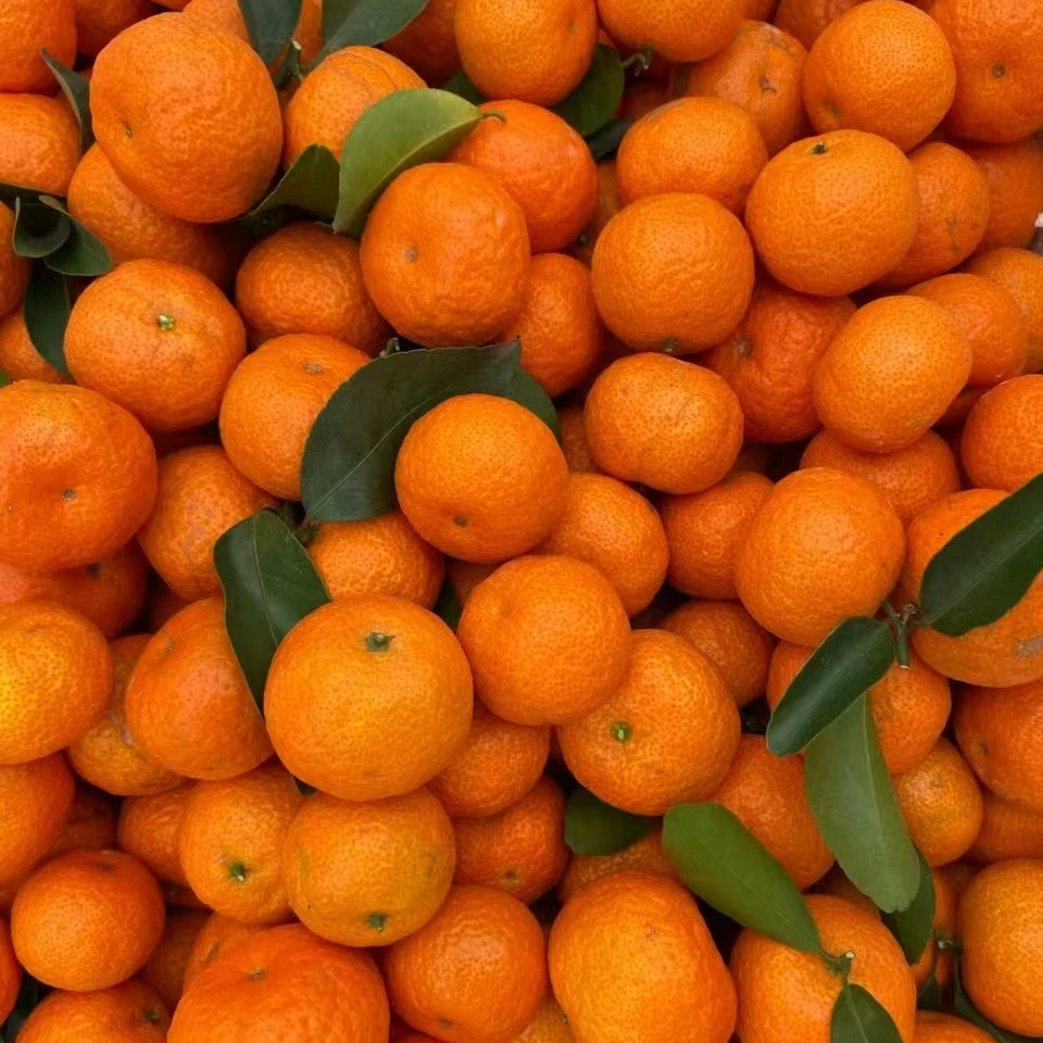 【常德同城配送上门】散装广西沙糖桔5斤