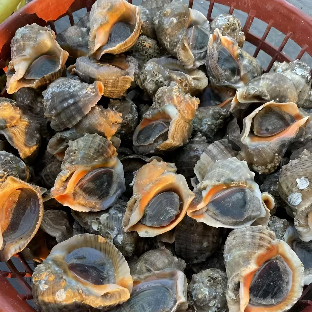 丹东东港本地鲜活牙签海螺新鲜美味野生薄皮顺丰配送 一斤10-15个