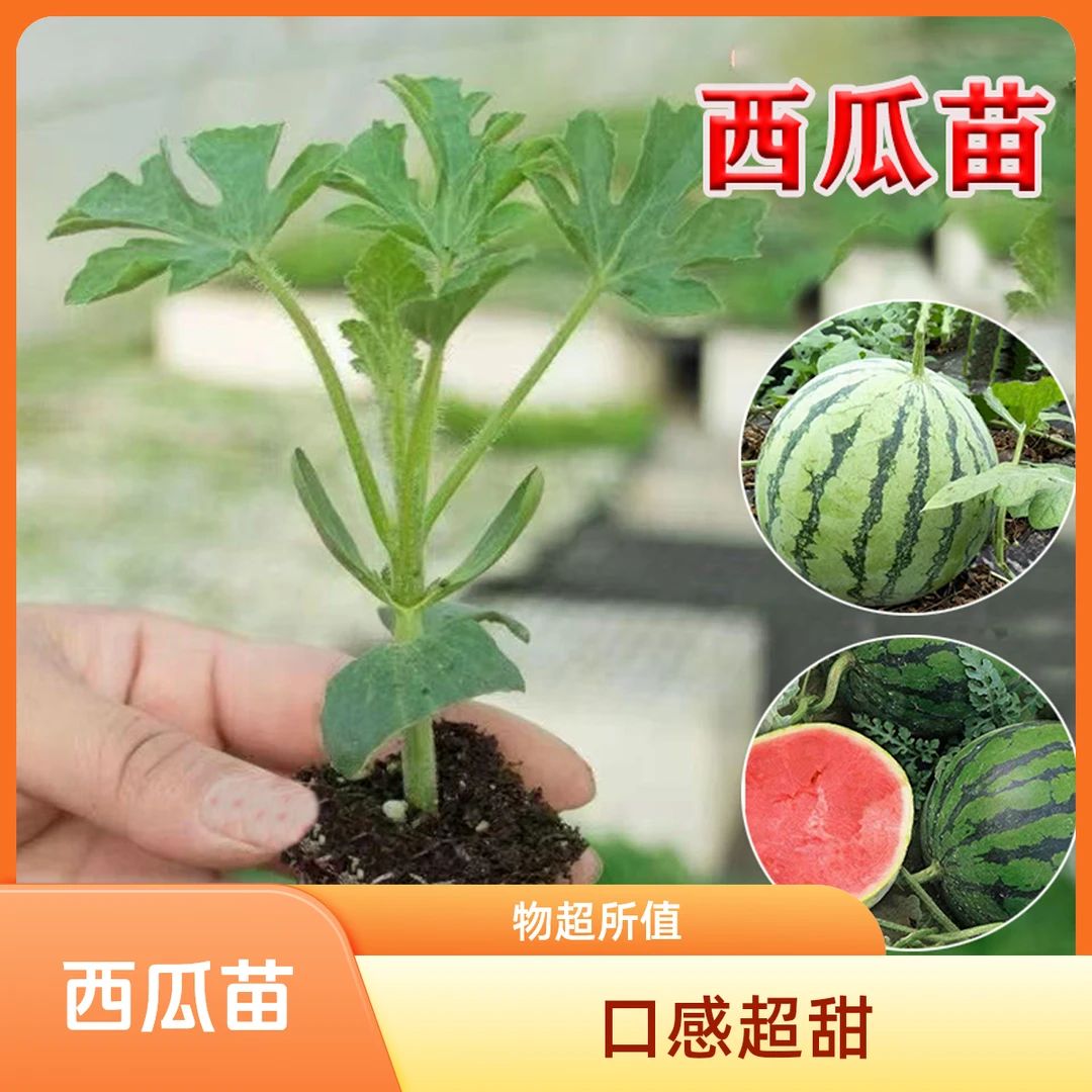 【西瓜苗】8424嫁接苗西瓜秧苗超甜麒麟懒汉西瓜穴盘苗阳台盆栽种植