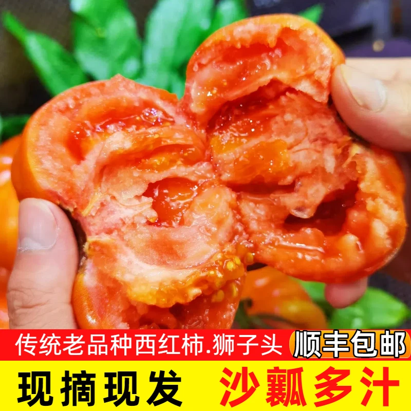 云南老品种沙瓢西红柿狮子头新鲜应季现摘现发可当水果吃的番茄