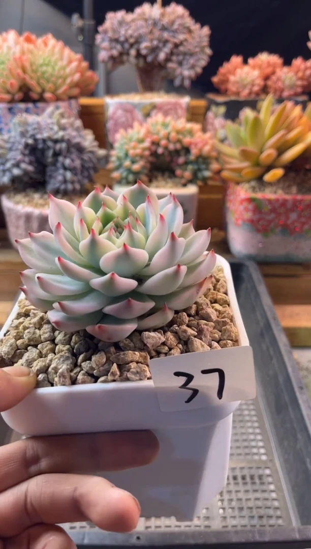 12.14-37吉娃娃锦11111111111111