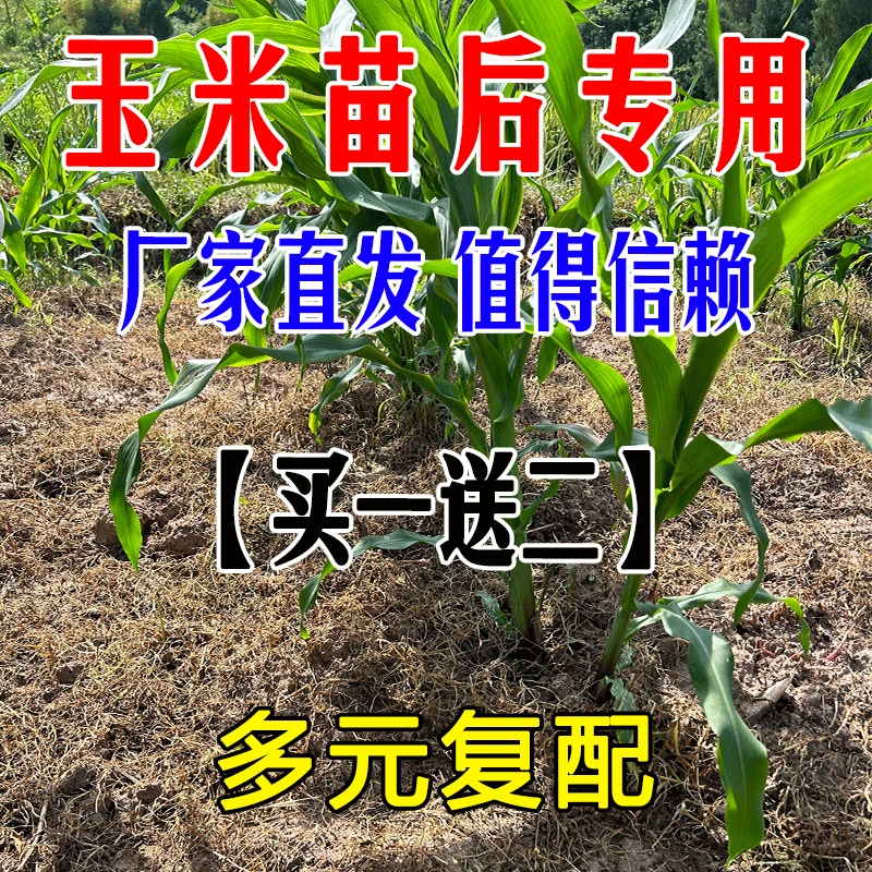 玉米专用粮食玉米甜糯玉米水果玉米氨基酸水溶肥专用肥料