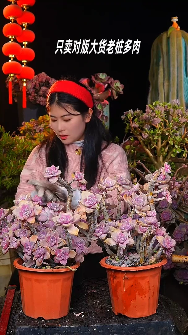 【闪购商品】中盆黑盆紫乐