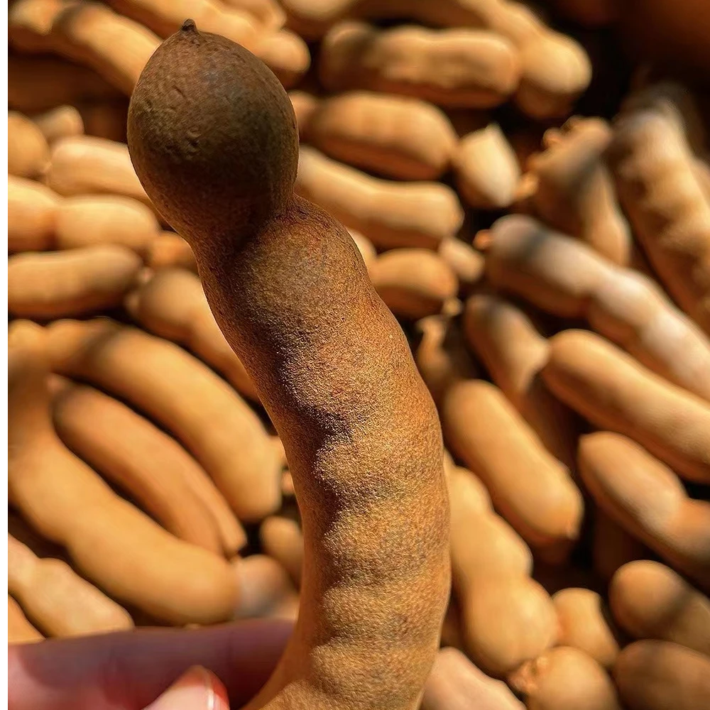 云南特产特大果新鲜甜酸角罗望子孕妇水果果中”钙“王坏果包赔