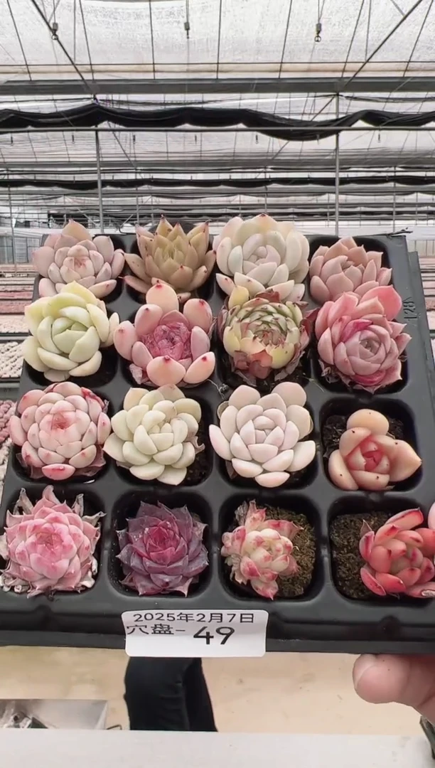 【闪购商品】穴盘-49