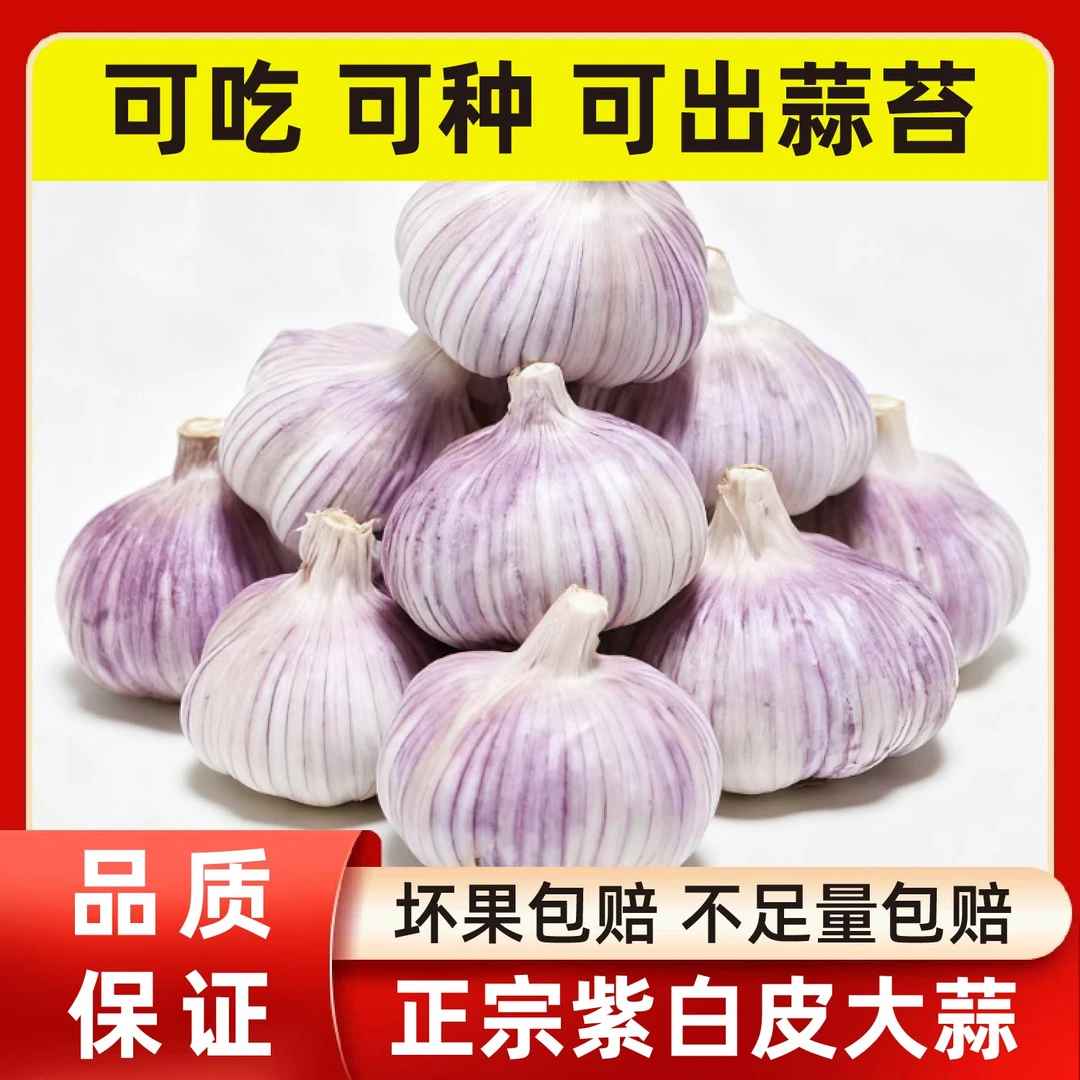 农家自种紫白皮干蒜大蒜新鲜现挖香辣饱满可吃可种q