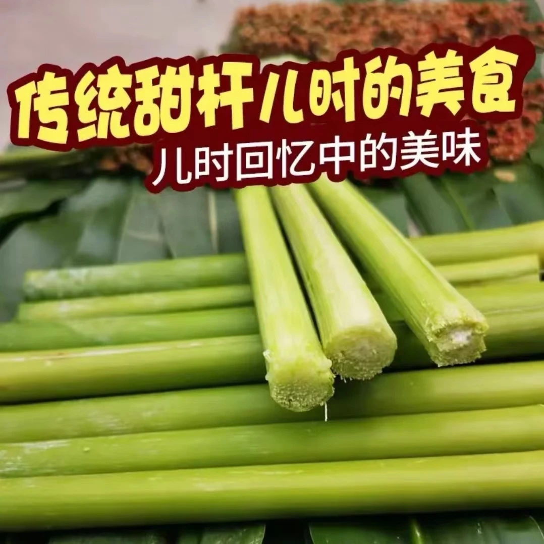 【甜杆高粱种子】家庭阳台小院盆栽地栽四季种植