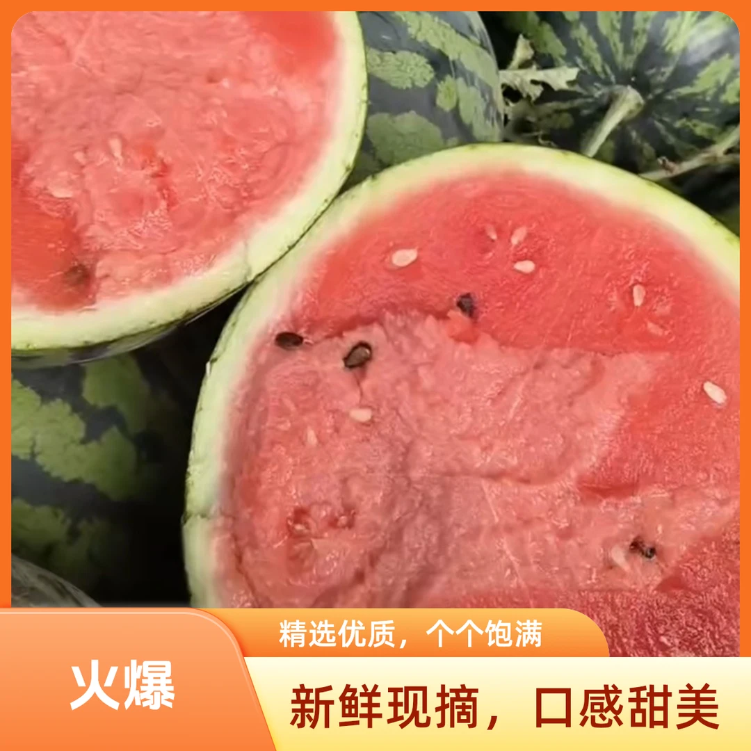 云南甜王西瓜+5至6斤云南省