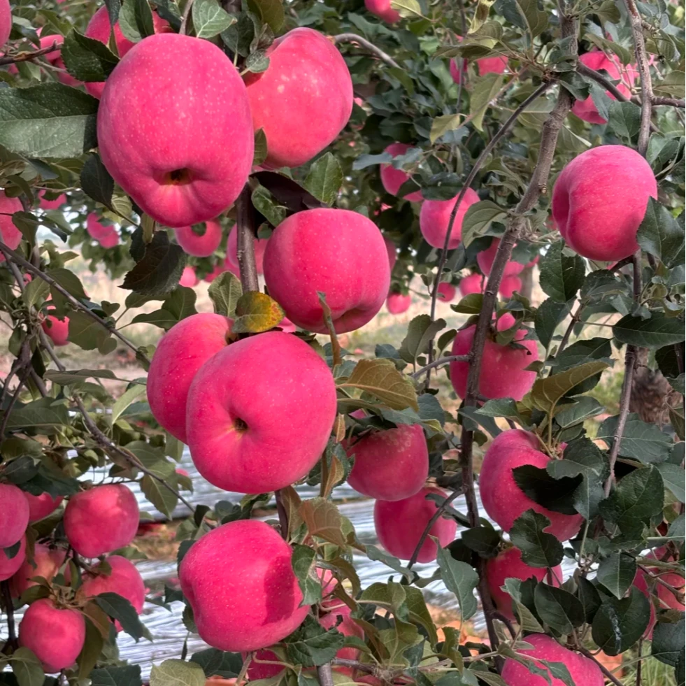 苹果树苗盆栽地栽大苗出售品种嫁接耐寒耐旱一物一拍