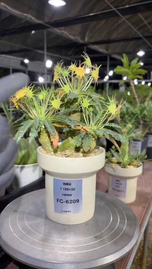 琉桑杂FC-6209