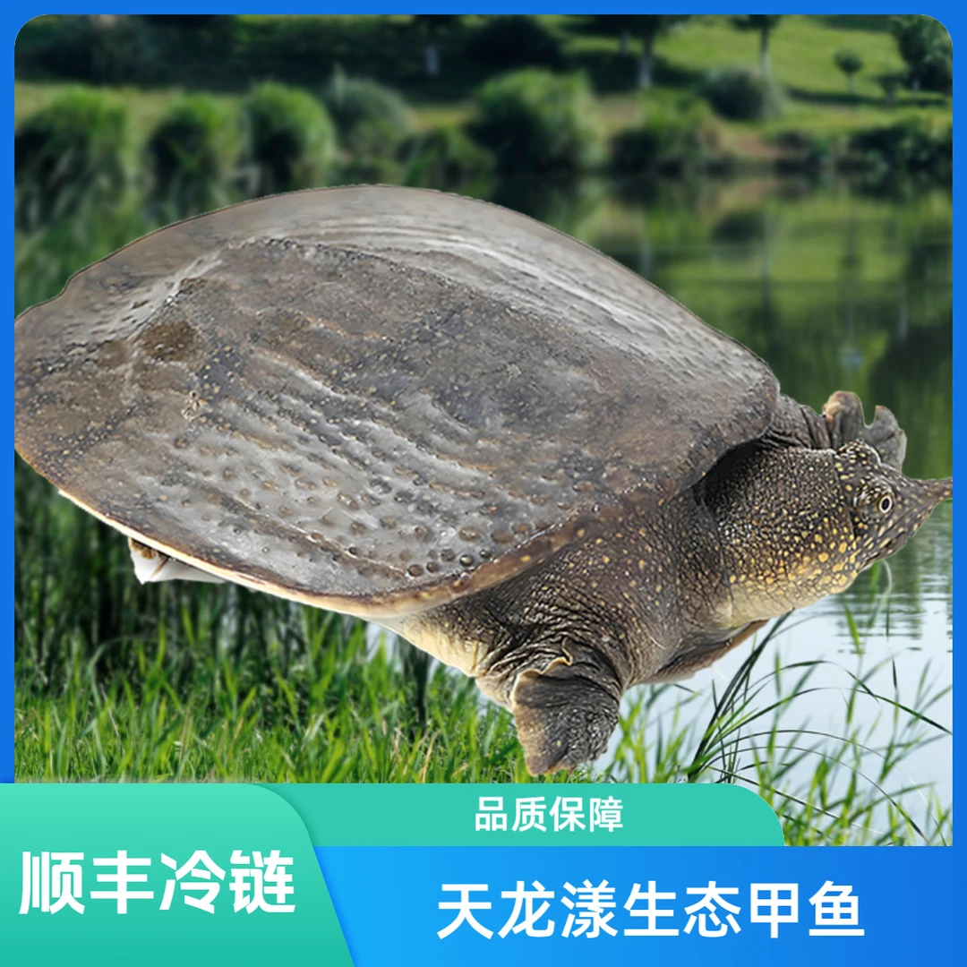 【2只公甲鱼3斤以上】中华鳖生态甲鱼青背白皮外塘公母水鱼活体食用