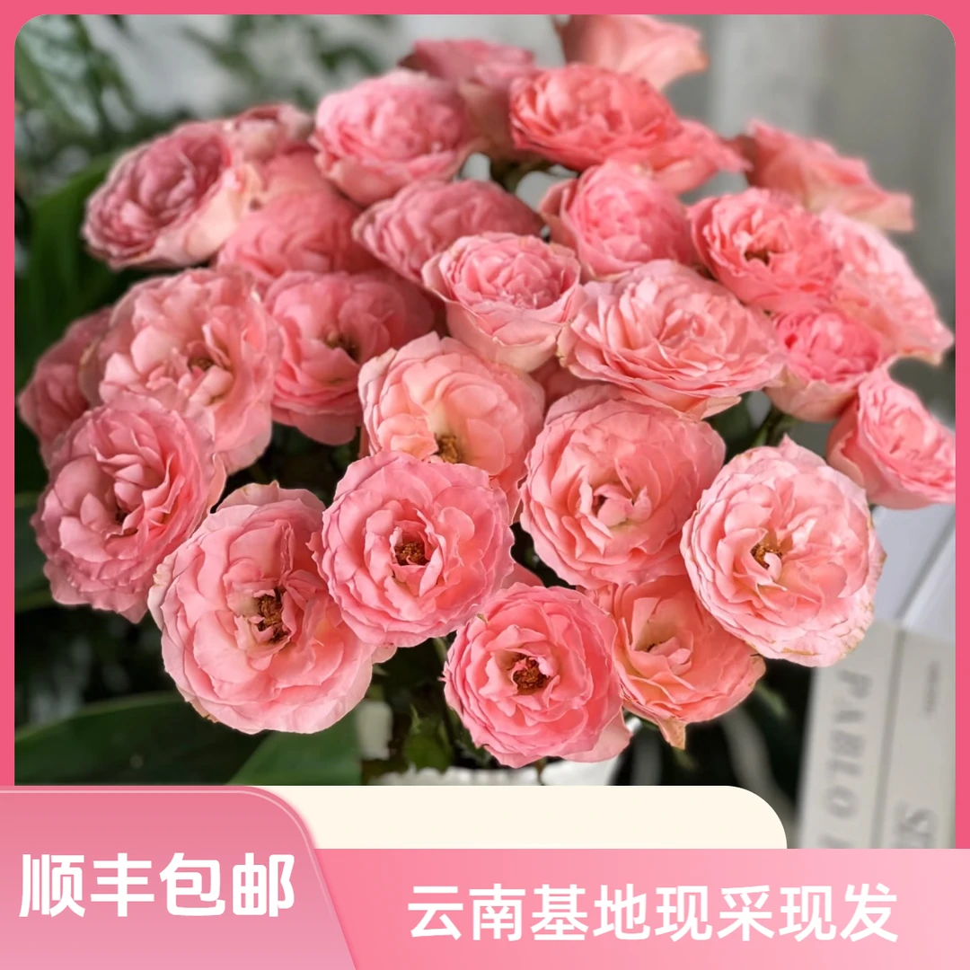【花喜甄选】珊瑚梦语多头玫瑰鲜花水养云南基地现摘直发顺丰包邮