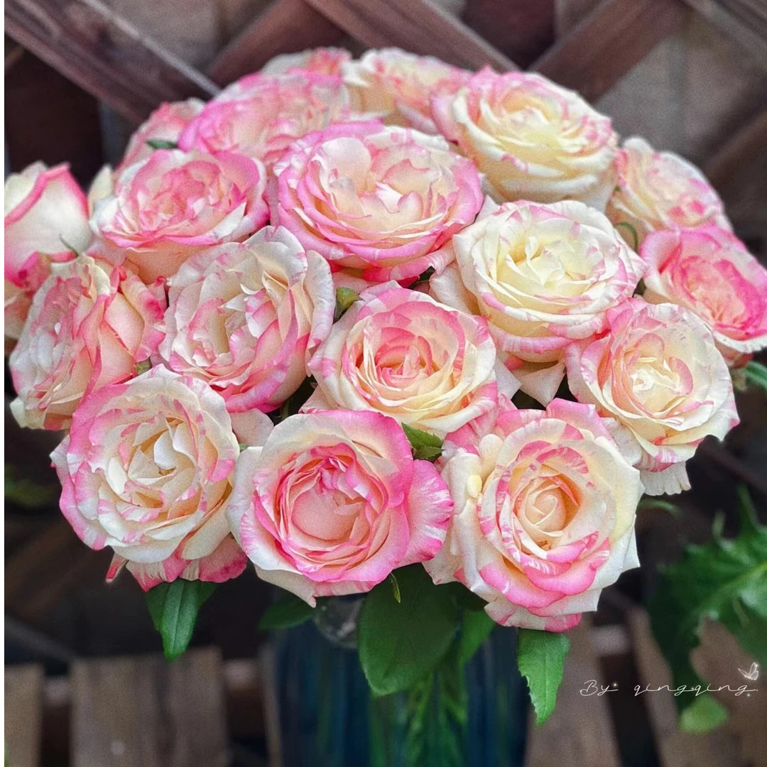 霓裳玫瑰【0度以下一定要拍保温棉， 没拍冻坏不售后】