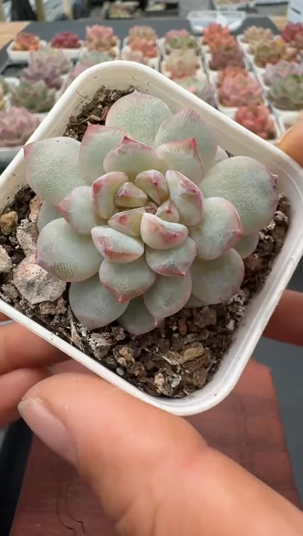 415带盆土发 当场拍3颗以上包柚 多肉植物 一物一拍