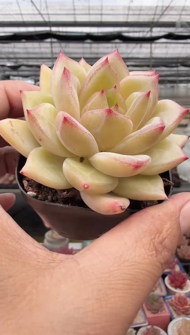 东云多肉园新款-28