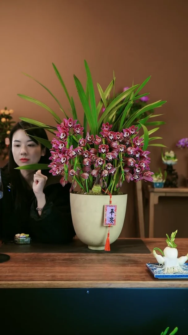 【闪购商品】盆景小紫拱兰