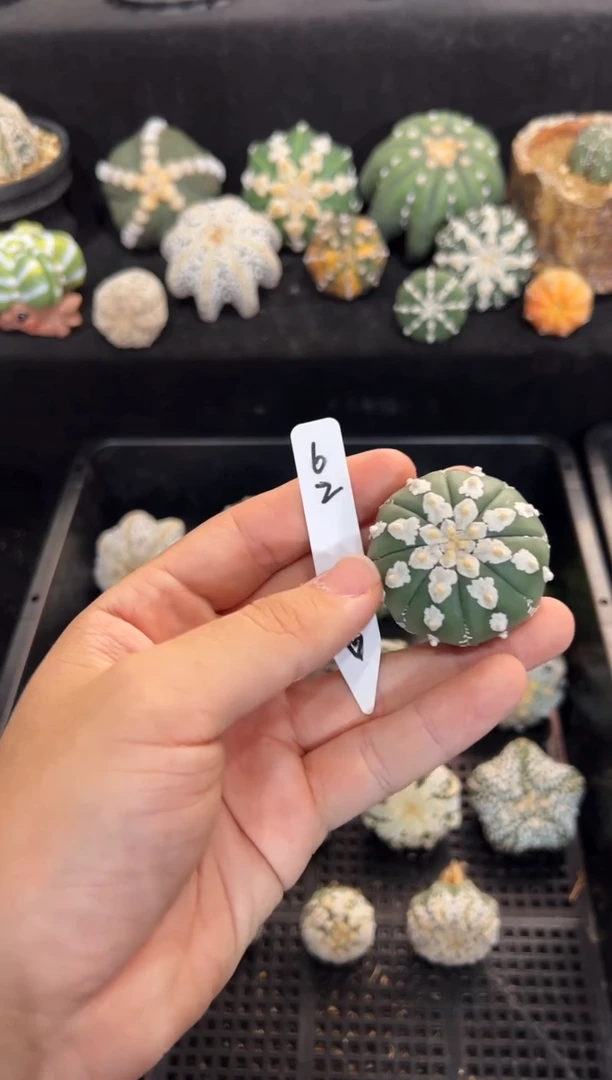 抓****^不含盆土实生编码62