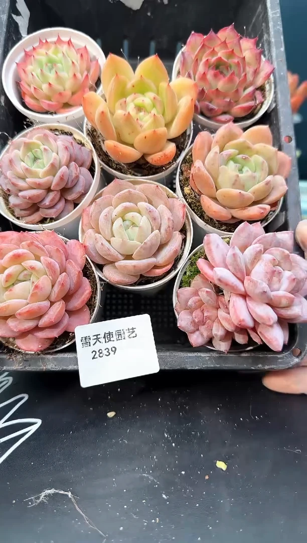 2  839 多肉  8 颗