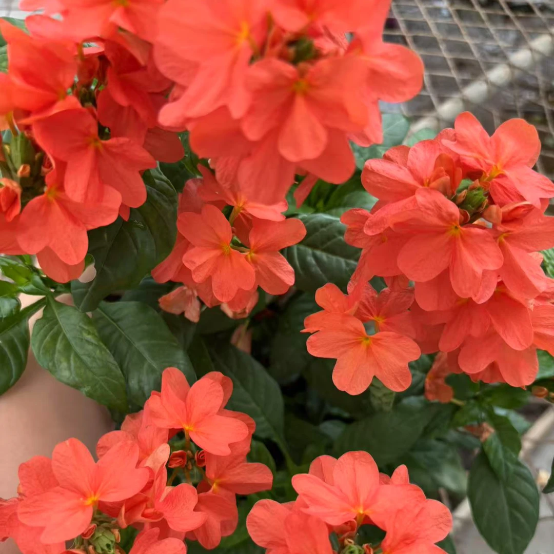 橙红鸟尾花 盆栽花苗非常耐热多季节开花多年生抗病新手好养护