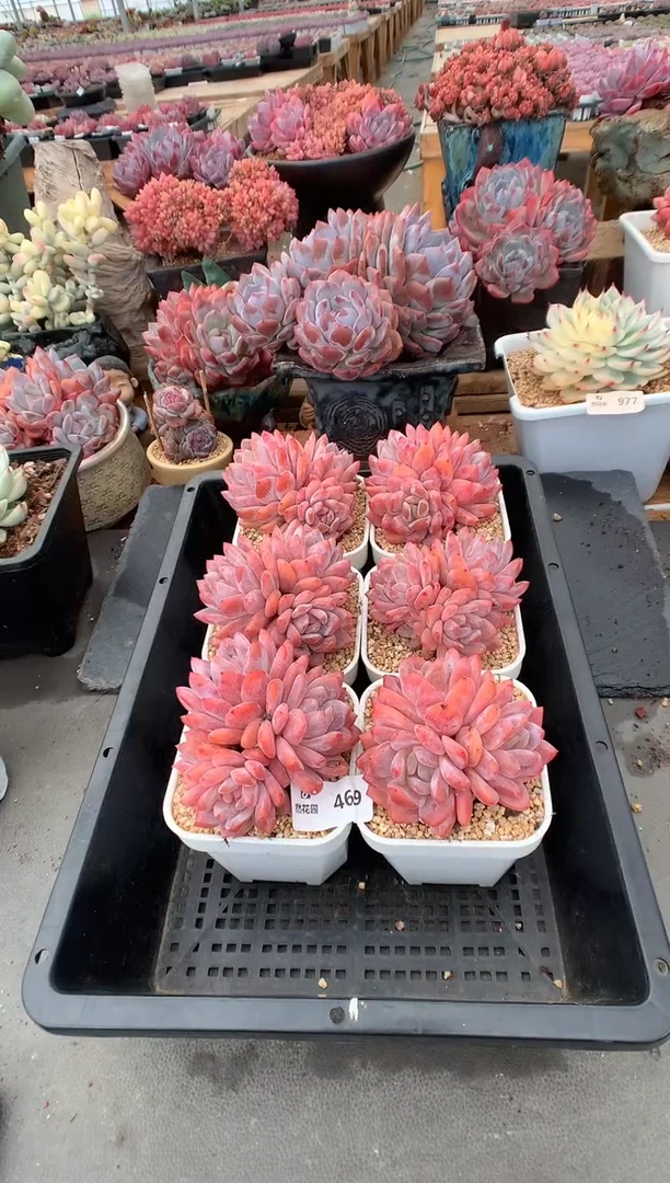 469玫瑰梦露三头量拍