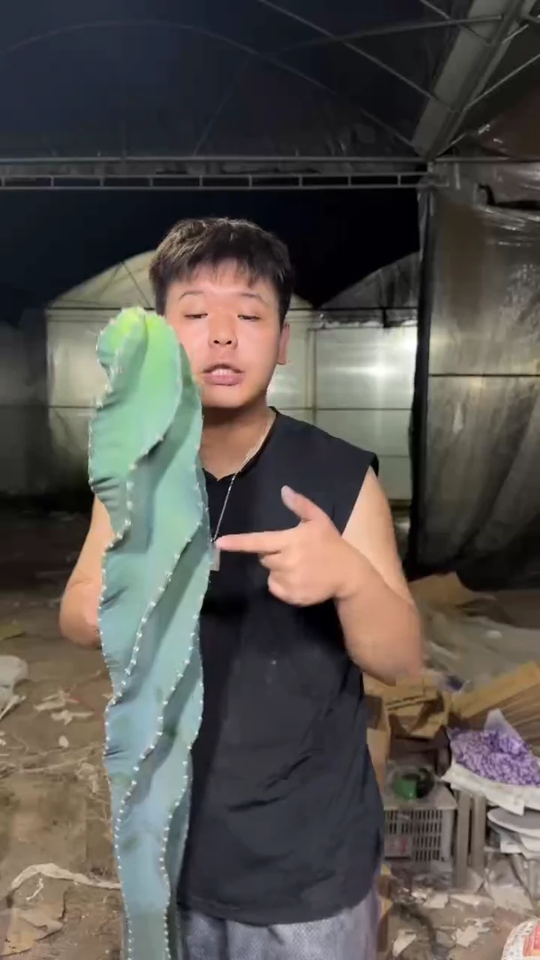 【带根】50-70cm 秘鲁苹果