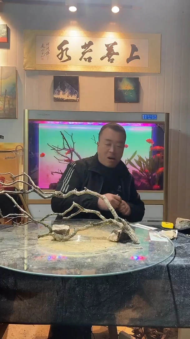 148号天然黄栎木适合80-90缸用