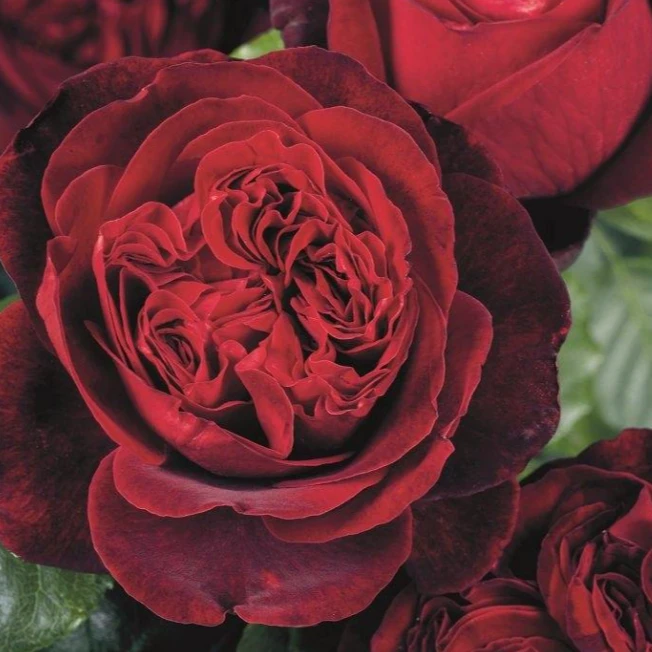 【海军上将中苗】四季灌木