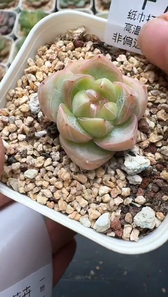 717F云禹多肉植物 默认脱土纸巾打包 3颗包邮
