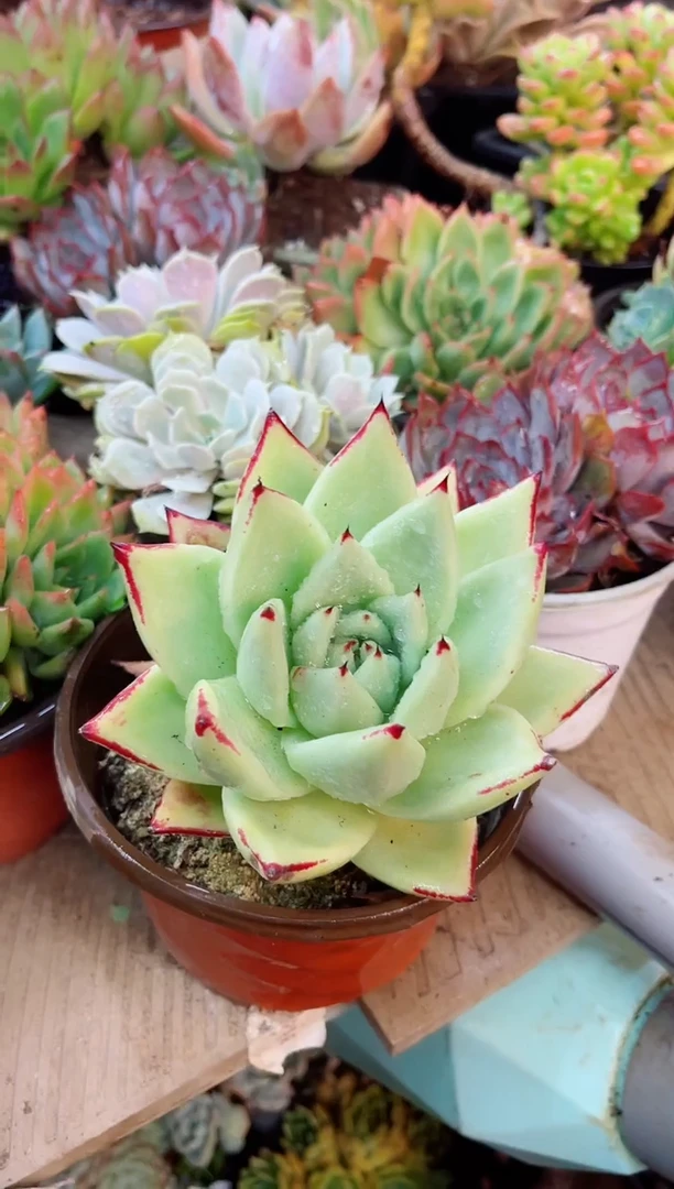 夏*22114多肉植物一物一拍
