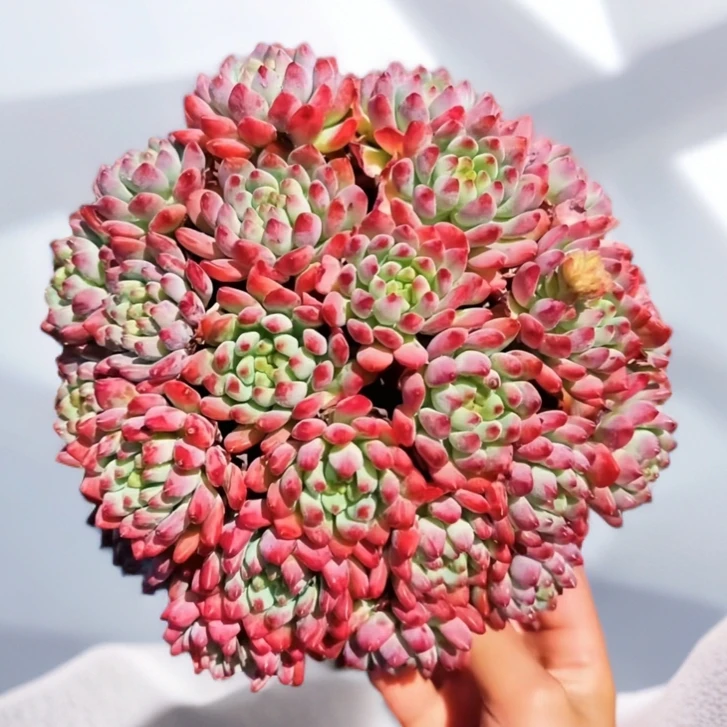 T【大盆平安果 】喜阳耐旱抗冻年宵纳福新手好养云南基地发货包售后