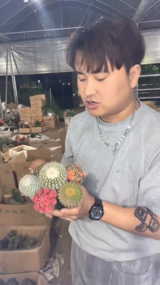 6色球组合【嫁接】不同品种