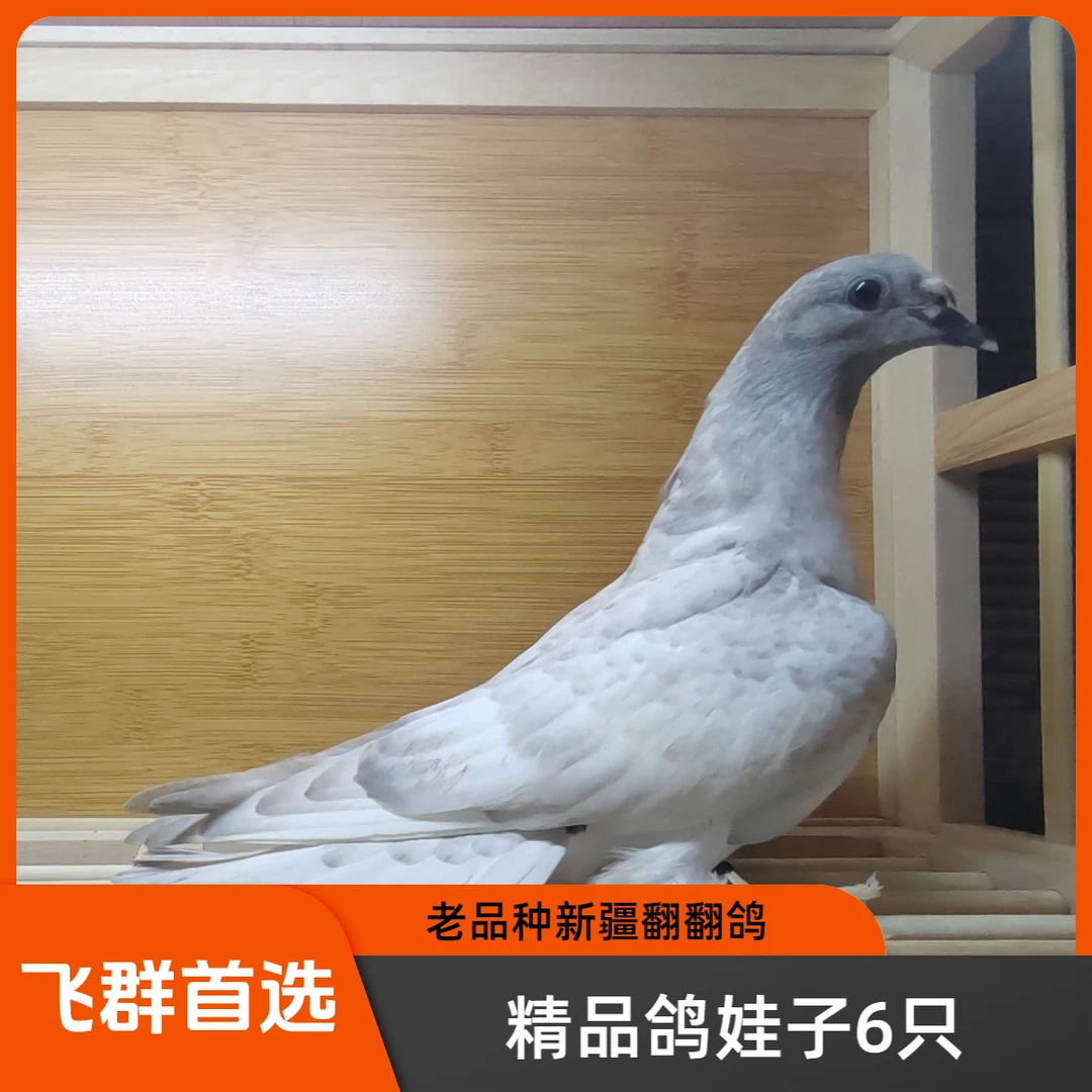 老品种新疆翻翻鸽娃子6只