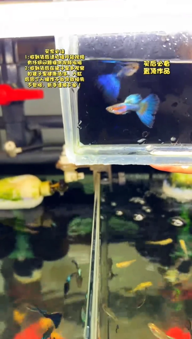 孔雀鱼无怨孔雀鱼