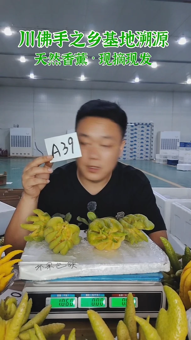 柑橘【一物一拍】川佛手柑鲜果A39