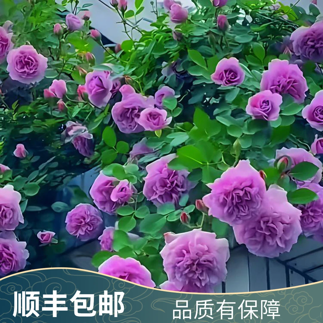 稀缺蓝色阴雨1-1.2m  大花重瓣浓香 多季开花庭园 爬藤蔷薇花欧月