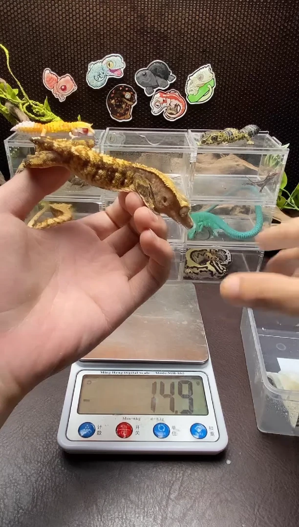 睫角守宫 鳞与尾 Scale Tail 爬宠HJ1