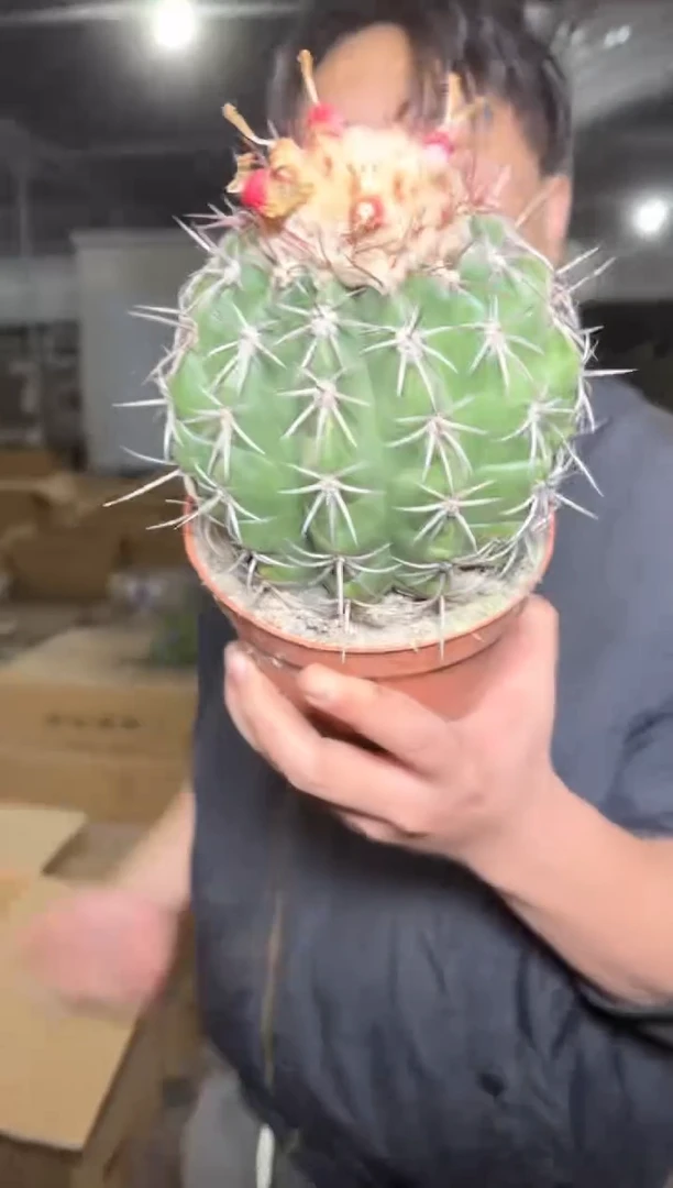 龙云【带云顶】实生根